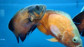 Albino Red Oscar Fish