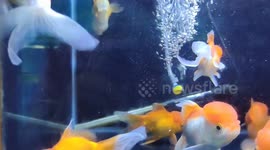 Red Lion Head Goldfish