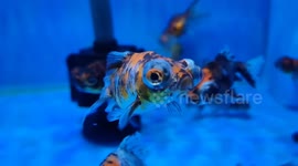 Telescope Eye Calico Goldfish