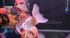 Yuan Bao Oranda Fish