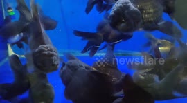 Black Lion Head Fish (Black Oranda)