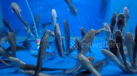 Amazing view of group of catfish playing dead in aquarium