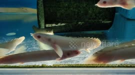 Albino Cuvier Bichir Fish