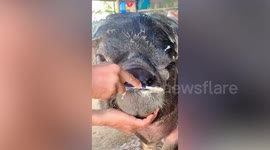 Hygienic pet buffalo has teeth brushed and fur scrubbed by owner