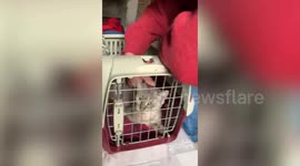 Cat travels more than 280 miles to its old home before being reunited with her relocated owners - 13 months later