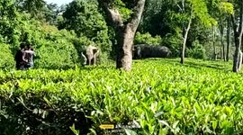Elephant spreads panic, chases man in tea estate in northeastern India