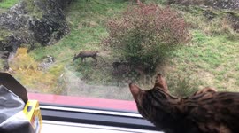 Ella the bengal cat stalks her prey, a family of deer, from above