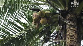 Animal rights activists call for boycott of Thai coconut milk products using monkeys
