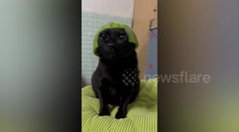 Pet cat wears watermelon rind like a helmet