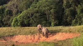Affectionate elephants cuddle with each other