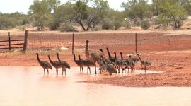 A male emu with a handful to manage – escorting 16 large chicks to drink from a claypan