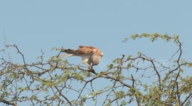 A Nankeen Kestrel pulls a harmless Blind Snake to pieces, then swallows the remains in one go.
