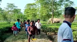 Indian residents flee as elephant chases them in tea garden