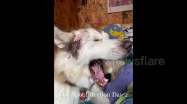 Our Alaskan Malamute got bit by a tic which caused a fast spreading bacterial infection
