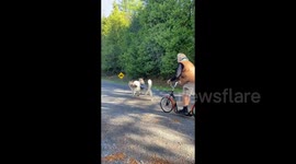 Canadian sled dog land training has started using our scooter and prpelled by our 3 Alaskan Malamutes