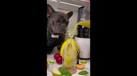 French Bulldog makes the tastiest juice ever! Cutest thing to watch.