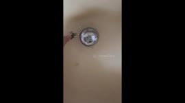 Cuty frog swimming in the sink!