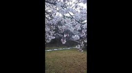 So beautiful Cherry Blossoms!