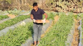Palestinian farmers pick strawberries during the harvest season for export to the West Bank