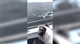 Adorable moment dog sees a whale up close for the first time