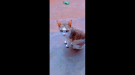 My cat lost one kitten after giving birth to four, her mood when my sister ask her  how she is doing wil get you moody