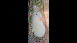 Angora Rabbit Bunny Cute Video. She was looking Cute when I record