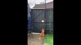 A true cat will be able to get out even through a small hole in the gate!