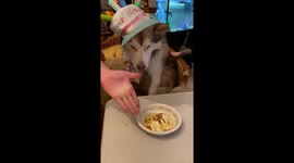 Today we are celebrating our Alaskan Malamute named Fish's 2nd Birthday