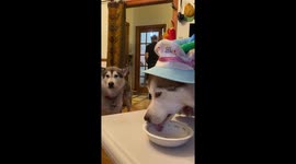 Happy Birthday Licking Good Fish for a 2 year old Alaskan Malamute