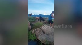 Hero locals save goat stuck on tiny island near dam in Thailand