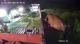 Wild elephant smashes through family's garden wall