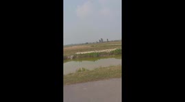 Two men move 8000 ducks through rice fields and the river in an orderly manner