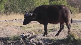 A pair of bird parents defended their nest from a buffalo more than 100 times their size