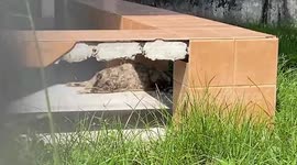 Police search for serial cat killer who poisoned and dumped 30 stray felines in Thailand