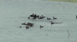 Thousands of migrating wild teals arrive in Thailand for winter