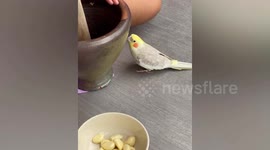 Cute pet cockatoo dances to sound of pounding papaya salad spices