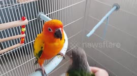 Affectionate pet parrot shakes head to say 'hello' when he sees friend