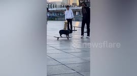 French bulldog grabs student's skateboard and rides off like a pro