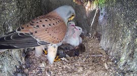 Male Kestrel Defies Textbooks To Care For 1-Week-Old Chicks After His Mate Goes Missing