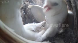 Watch this barn owl's frenzied fight against intruder who entered its nest