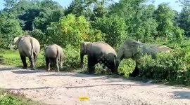 Elephants stray around in middle of road in northeastern India