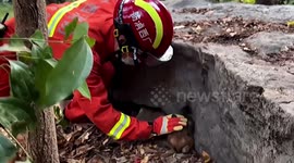 Firefighters rescue monkey trapped in between rocks in China
