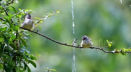 Black-chinned Yuhina Showered In Chongqing, China