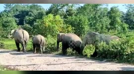 Update_Elephants stray around in middle of road in northeastern India
