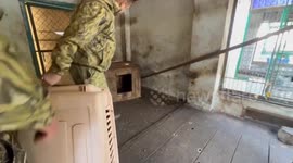 Raccoons appear to be stolen from Kherson zoo by Russian troops