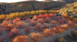 Colorful Autumn Leaves on Hongya Mountain in Zhangjiakou, China