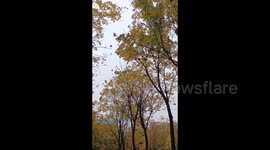 Ancient Yellow River Ecological Park Covered With Fallen Leaves In Suqian, China