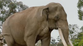 The big five-oh! Elephant celebrates 50th birthday with a party