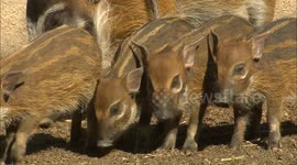Behold the cuteness of red river hog piglets