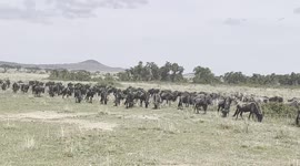 'What's up with you, Gnu?' Watch the great Wildebeest migration in Tanzania